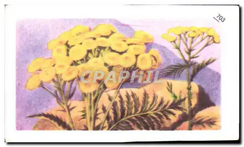 Image Entremets Francorusse Tanaisie