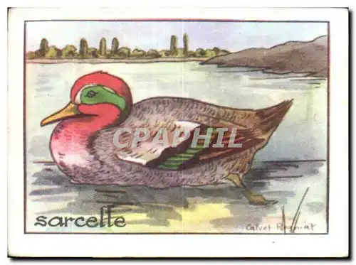 Image Sarcelle Canard