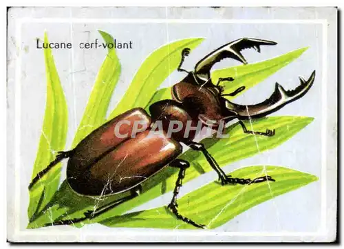 Image Lucane cerf volant insecte insect