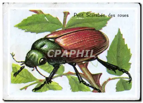 Image Petit scarabee des rose insecte insect