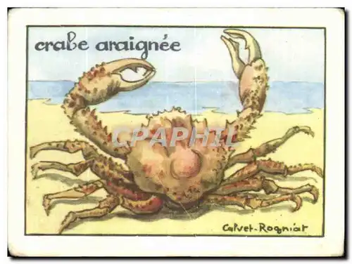 Image Crebe Araignee