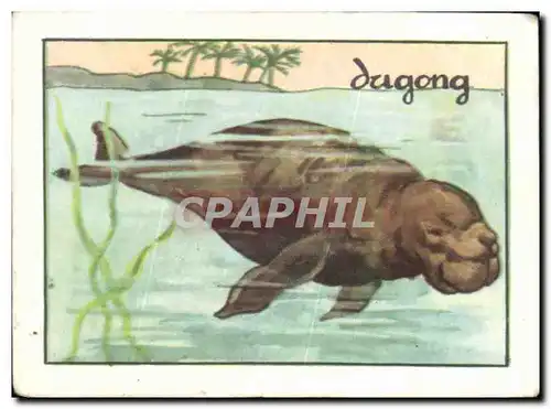 Image Dugong Gros cetace herbivore commun dans I&#39Ocean Indien