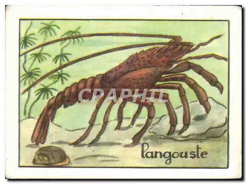 Image Langouste