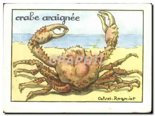 Image Crabe Araignee