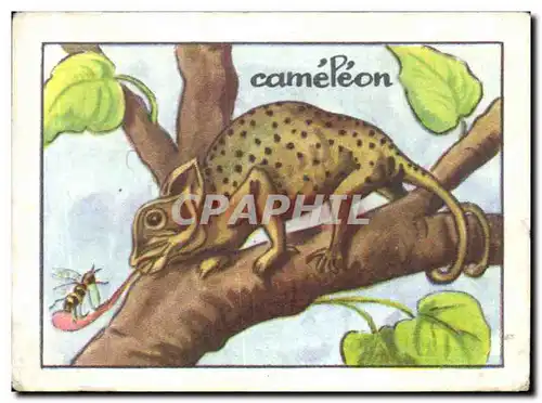 Image Cameleon