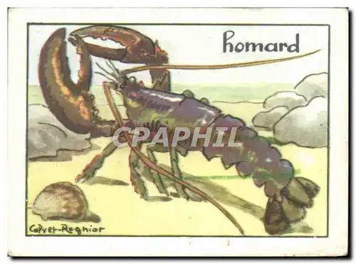 Image Homard