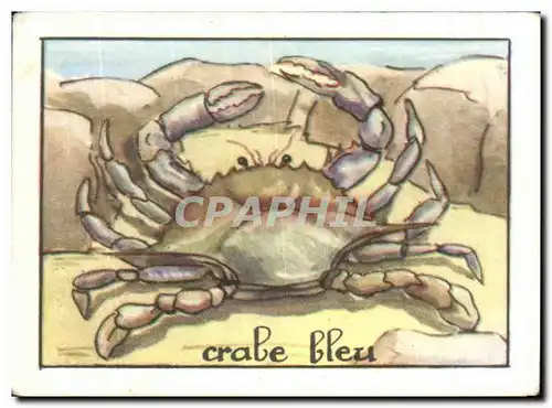 Image crabe bleu