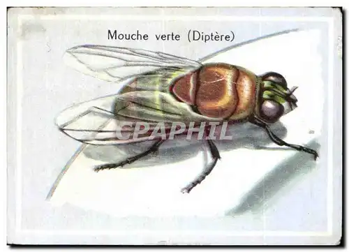 Image Mouche verte Diptere