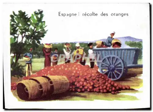 Image Espagne recolte des oranges