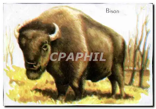 Image Bison