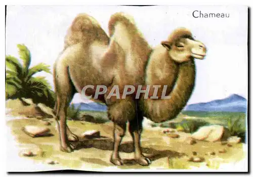 Image Chameau CAmel