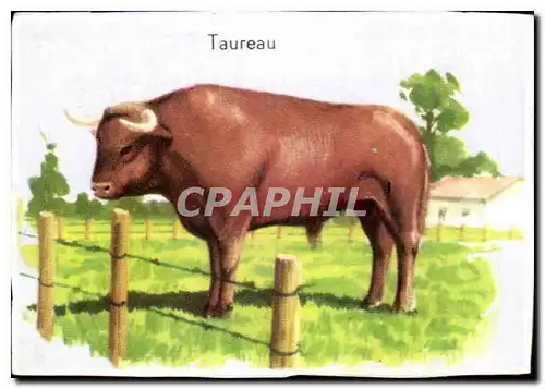 Image Taureau