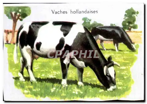 Image Vaches hollandaises
