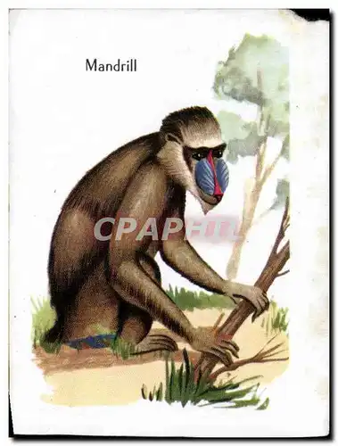 Image Mandrill Singe Monkey