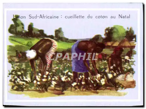 Image Union Sud Africaine cueillette du coton au Natal