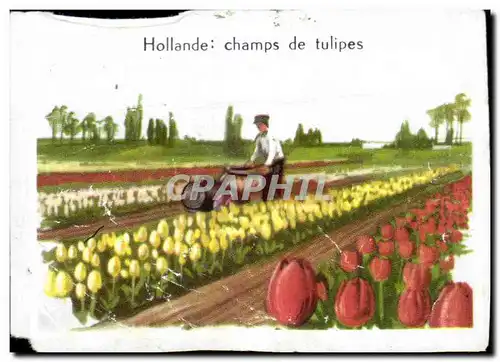 Image Hollande Champs De Tulipes