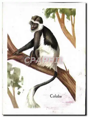 Image Colobe Singe Monkey