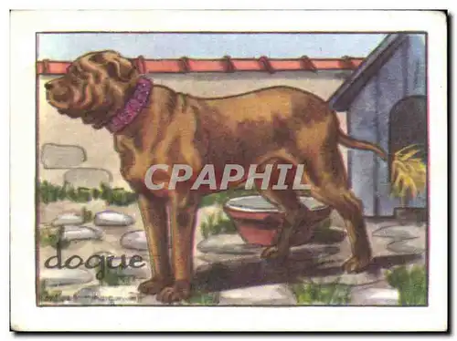 Image Dogue Chien