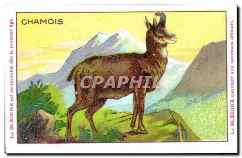 Image Chamois Bledine