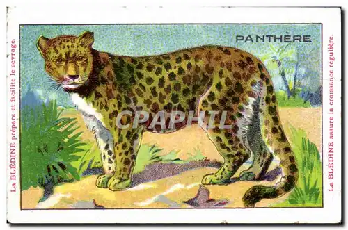 Image Panthere Bledine