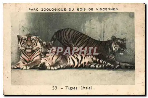 Image Parc zologique du bois de vincennes tigres asie Essence Algerienne Petrole Oil Petrol Zoo