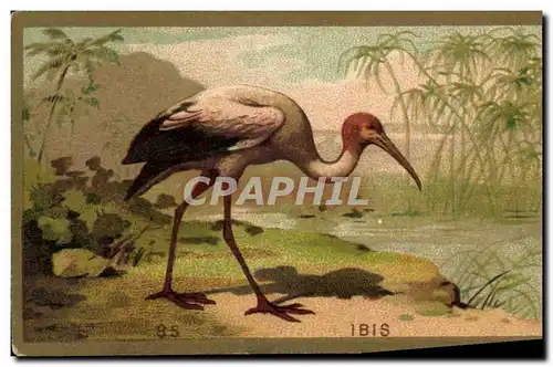 Chromo Ibis oiseau