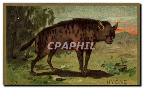 Chromo Hyene