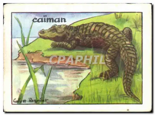 Image Caiman Ce Terrible Reptile Est Parent Du Crocodile