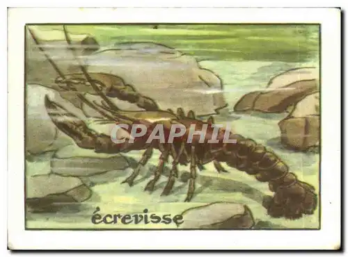 Image Ecrevisse
