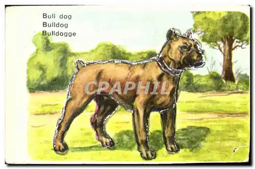 Image Bull Dog Le Bull Dog Anglais Provient Du Gogue Angliais