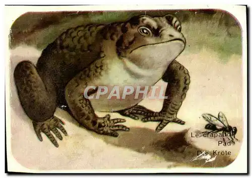 Image Le Crapaud Amphibien TerrestreFrog