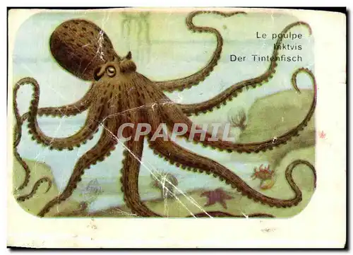 Image Le Poulpe Mollusque Cephalopode Muni De Tentacules