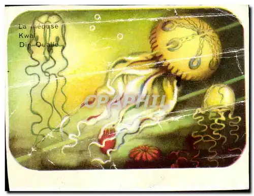 Image Le Meduse Organisme Marin Ecelentere