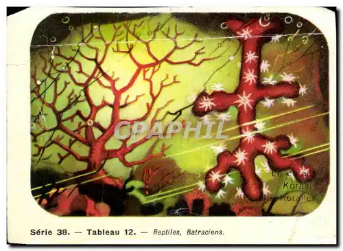 Image Tableau Reptiles Batraciens