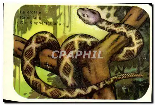 Image Le Crotale Tatelslang Die Klapperschiange Snake Serpent