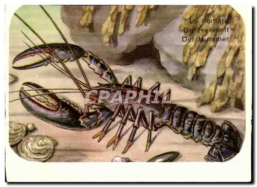 Image Le Homard Crustace