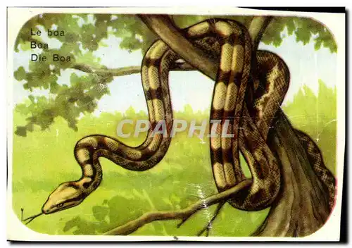 Image Le Boa Boa Die Boa Serpent Snake