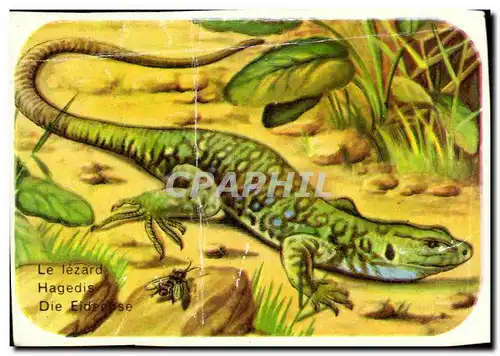 Image Le Lezard Hagedis Die Eidech