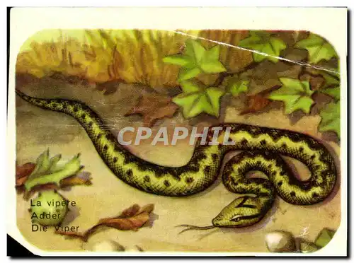 Image La Vipere Adder Die Viper Serpent Snake