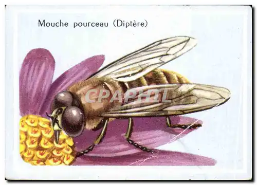 Image Mouche Pourceau Diptere