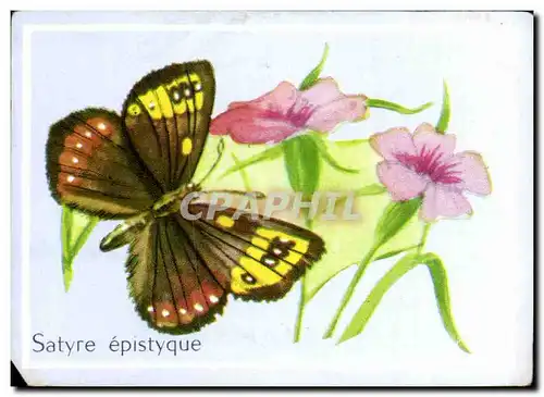 Image Satyre Epistyque Papillon