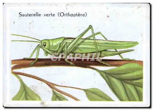 Image Sauterelle Verte Orthoptere