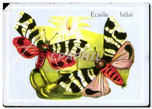 Image Ecaille Hebe Genre Acaille Papillon