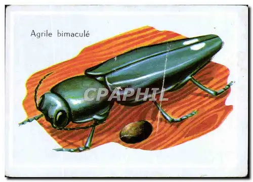 Image Agrile Bimacule