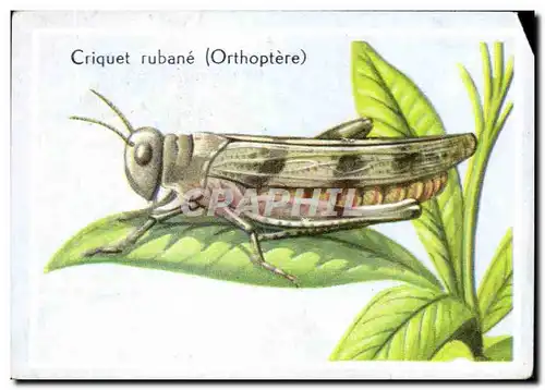 Image Criquet Rubane Orthoptere