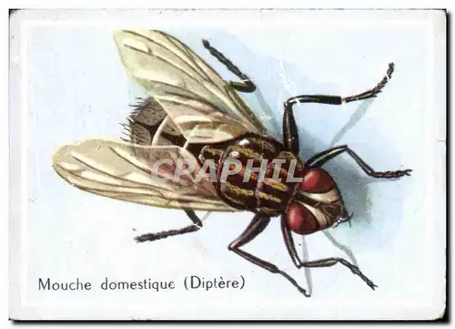 Image Mouche domestique