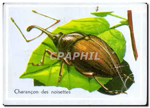 Image Charancon des noisettes