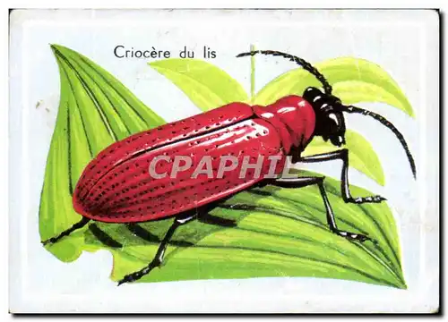 Image Criocere du lis