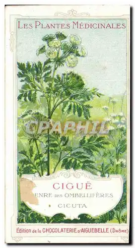 Chromo Chocolaterie d&#39Aiguebelle Les Plantes Medicinales Cigue Ombelliferes Cicuta Poisson