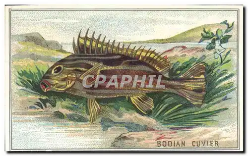 Image Bodian Cuvier Poisson Fish